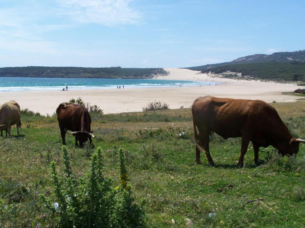 Vivienda Turistica De Alojamiento Rural Silla Vieja Vejer de la Frontera Exteriér fotografie